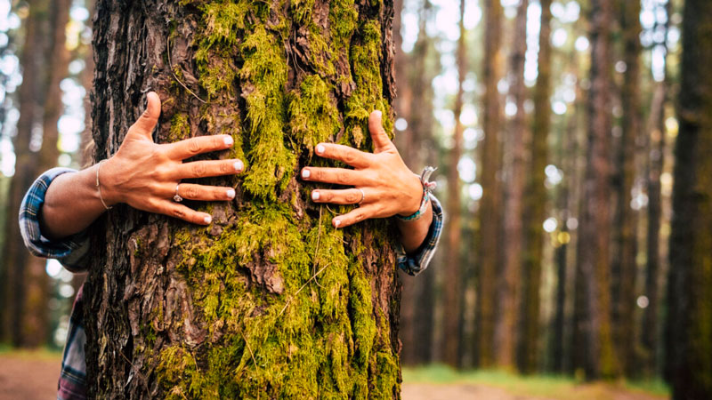 The Wood element: liver, gallbladder, eyes, anger and creativity - 5th April 2024, Ancona 